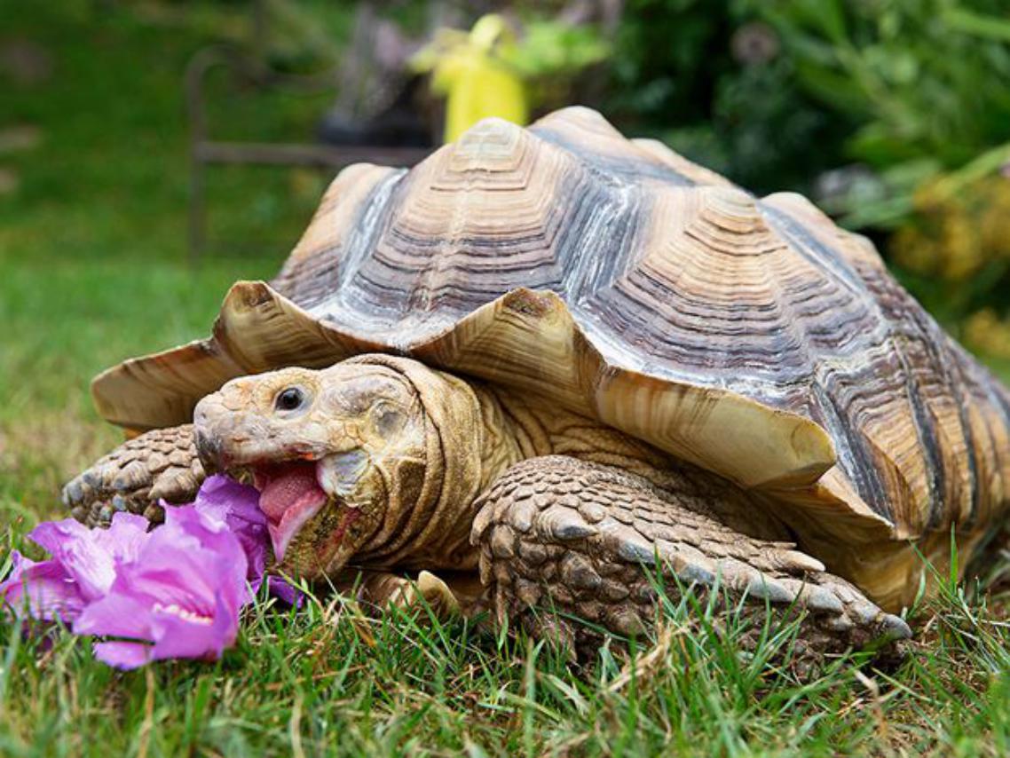 Paulo notre tortue géante Paulo notre tortue géante