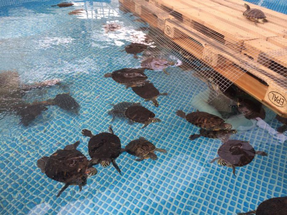 Lolita Morena Lolita Morena