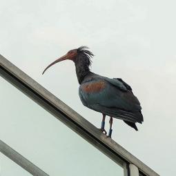 Invité surprise Ibis à tête chauve