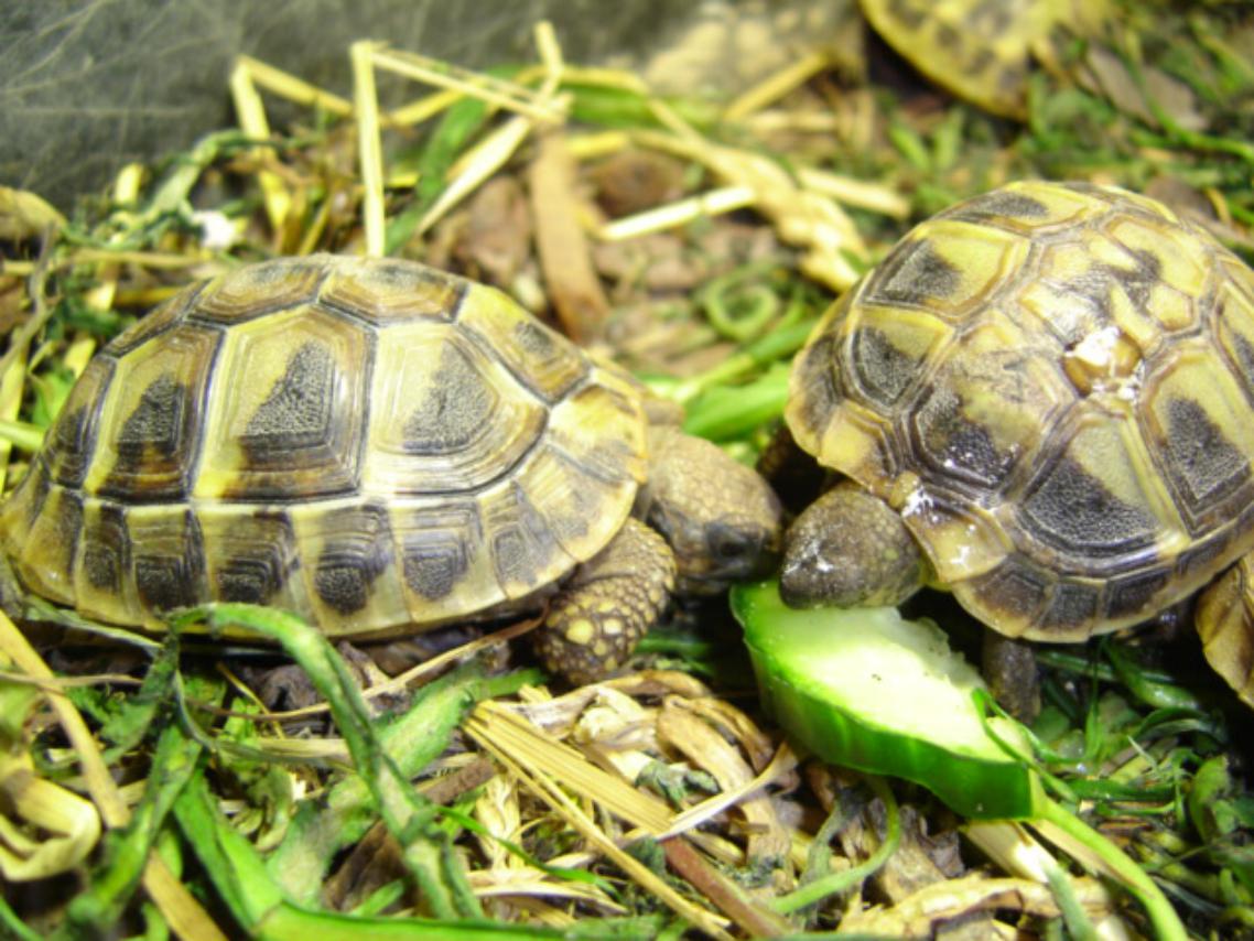 Petites tortues d'hermann